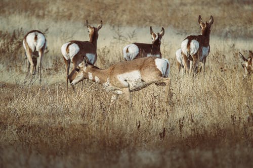 棕鹿在棕草地上运行 · 免费素材图片
