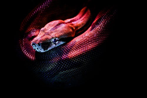 蛇的照片 · 免费素材图片