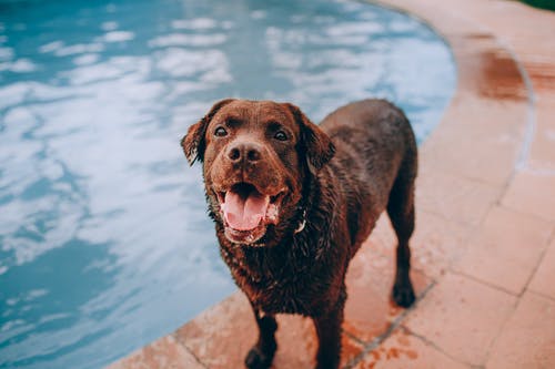 池畔棕色短毛狗 · 免费素材图片