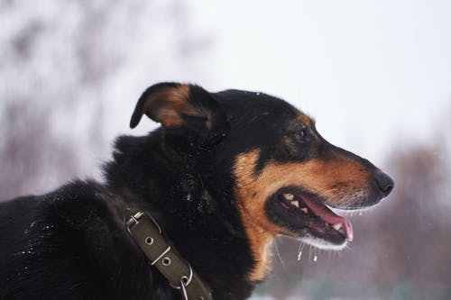 站在雪街上的狗 · 免费素材图片