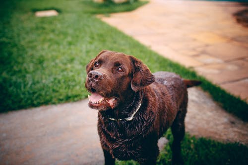 棕色短涂的狗，在绿色的草地上 · 免费素材图片