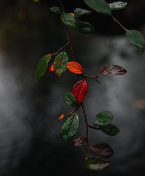 有关公园, 冷静, 分公司的免费素材图片