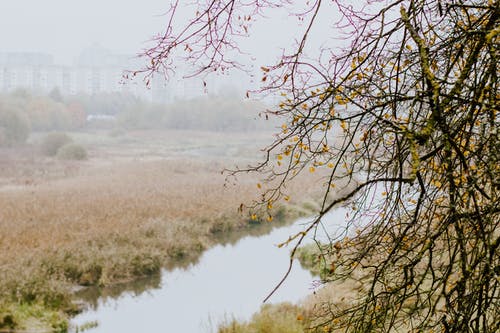 在大雾天反对植物间河光秃秃的树 · 免费素材图片