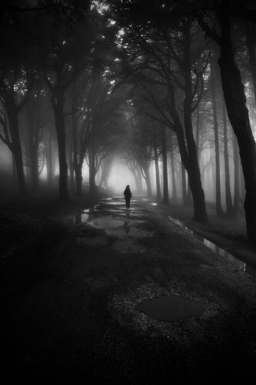 树木之间行走的人的灰度摄影 · 免费素材图片