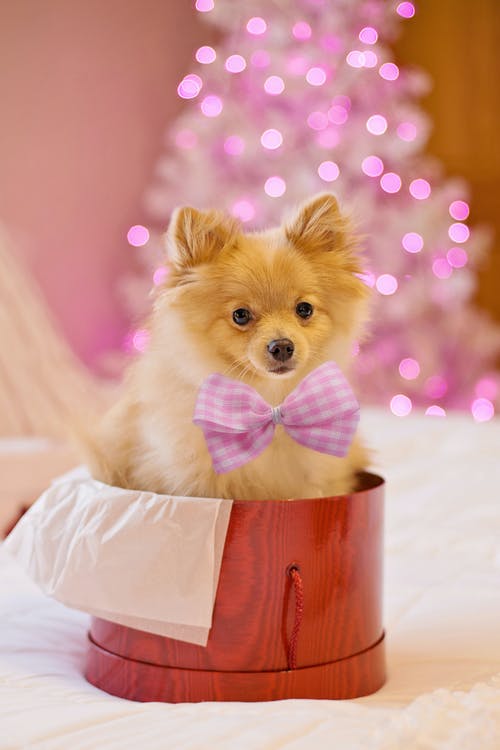 礼品盒里的小狗 · 免费素材图片