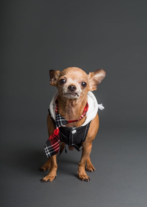 棕色外套的吉娃娃狗穿背心的照片 · 免费素材图片
