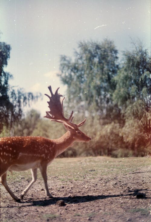 棕色和白色的鹿 · 免费素材图片