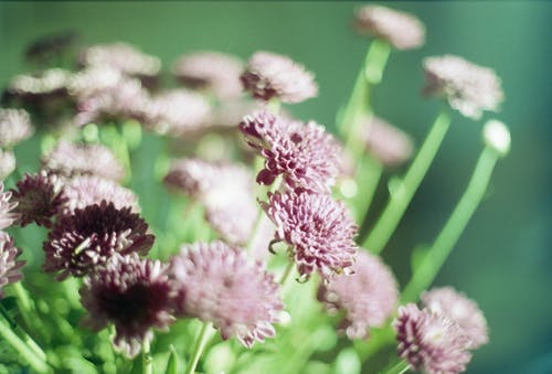 紫色花瓣花 · 免费素材图片