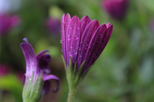 有关水滴, 紫色, 紫色小花的免费素材图片