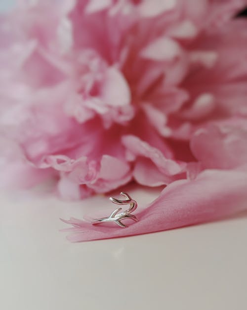 粉红色的花的浅焦点摄影 · 免费素材图片