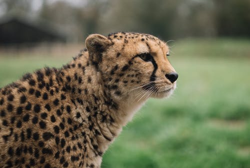 有关acinonyx jubatus, 侧面图, 公园的免费素材图片