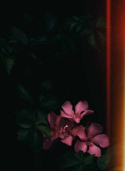 有关Copyspace, 公园, 分公司的免费素材图片