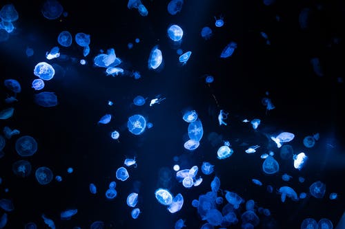 水下摄影的水母 · 免费素材图片