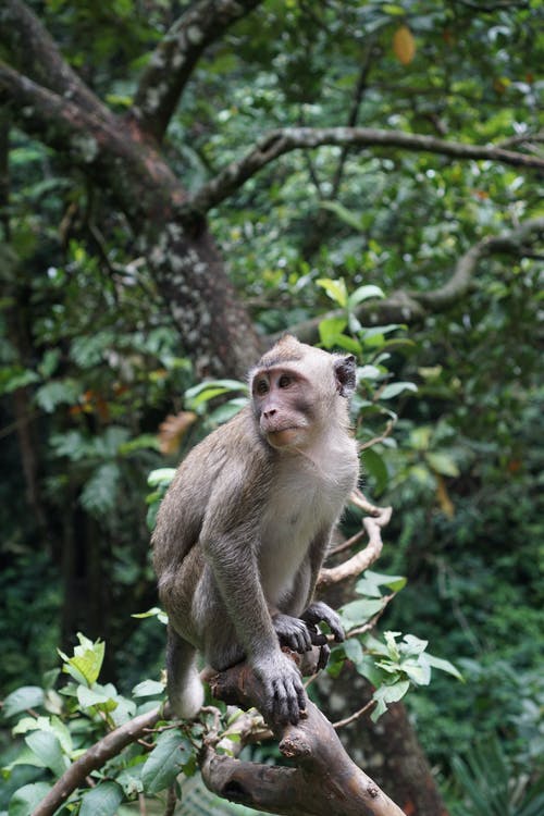 棕色的猴子，坐在树枝上 · 免费素材图片