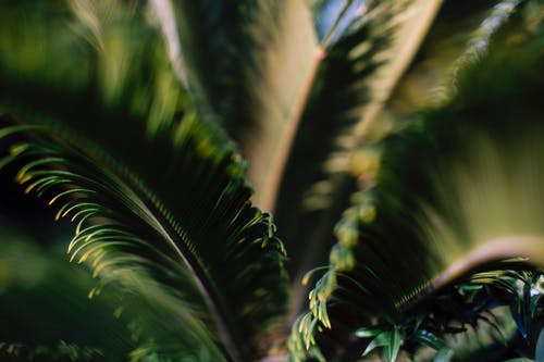 绿色的棕榈树的特写 · 免费素材图片