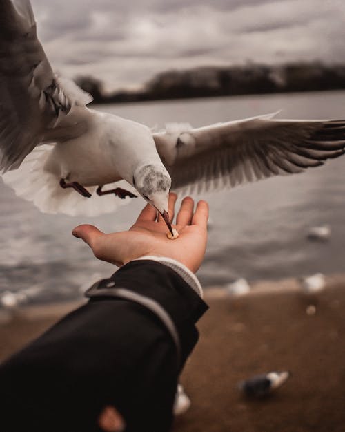 一个人和白鸟的手 · 免费素材图片