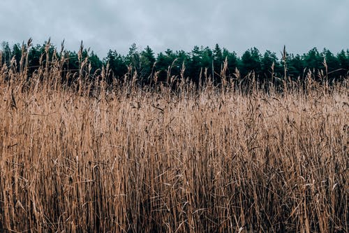 有关乾的, 公园, 冷静的免费素材图片