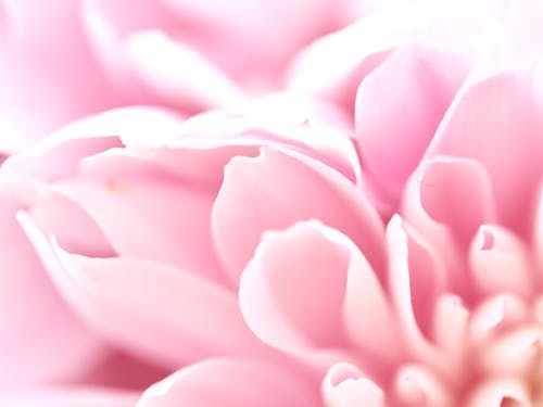 盛开的粉红色郁金香关闭了照片 · 免费素材图片