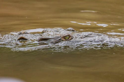 湖上的绿眼鳄鱼 · 免费素材图片