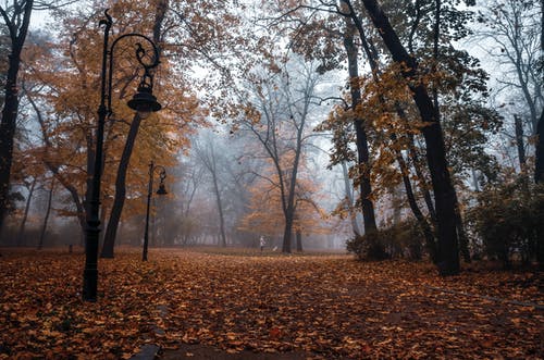 树枝和秋天落叶 · 免费素材图片