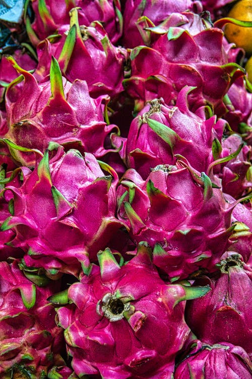 紫色和绿色的花瓣 · 免费素材图片