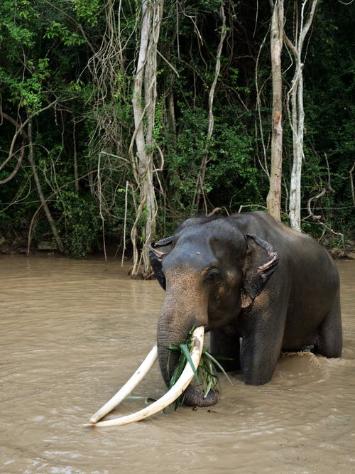 有关亚洲大象, 动物摄影, 巨大的的免费素材图片