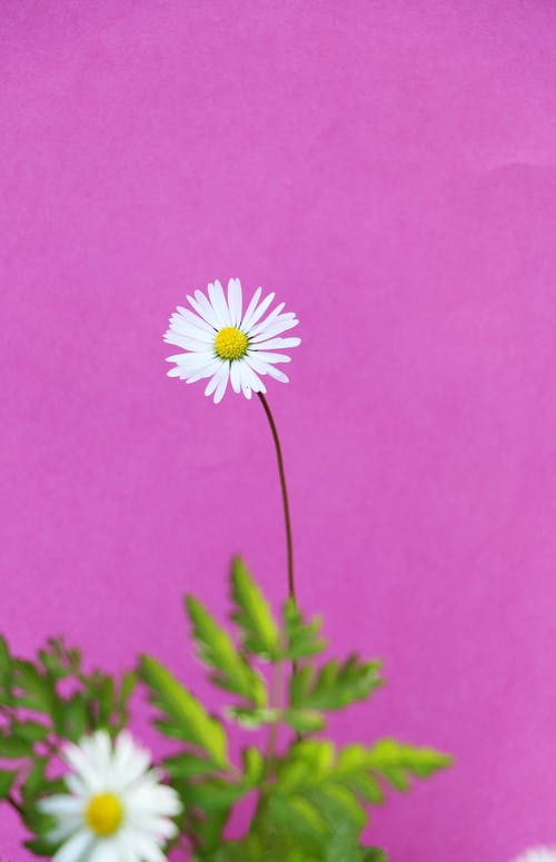 粉色背景白色雏菊花 · 免费素材图片