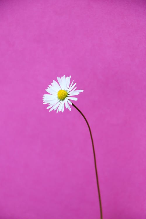 白色雏菊花在粉红色的背景上 · 免费素材图片