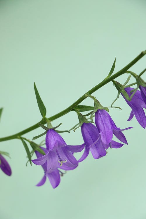紫色的小花，在关闭了摄影 · 免费素材图片
