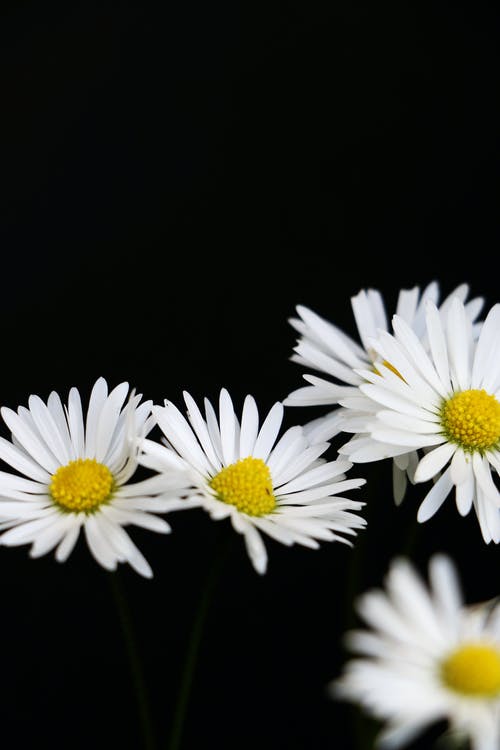 黑色背景中的白色雏菊 · 免费素材图片