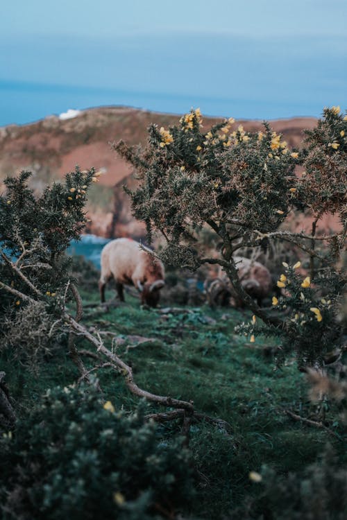 有关分公司, 动物, 吃的免费素材图片