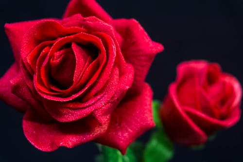 盛开的红玫瑰关闭了照片 · 免费素材图片