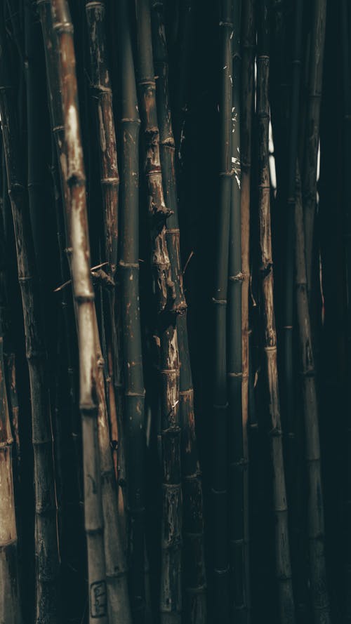 有关弱光, 竹树的免费素材图片
