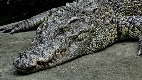 有关捕食者, 爬虫, 野生的免费素材图片