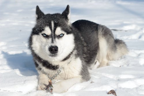 西伯利亚雪橇犬躺在雪覆盖的地面上 · 免费素材图片