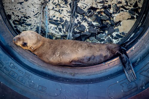 棕色短涂狗躺在蓝色的塑料容器 · 免费素材图片