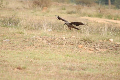 棕色的鸟飞越棕色草田 · 免费素材图片
