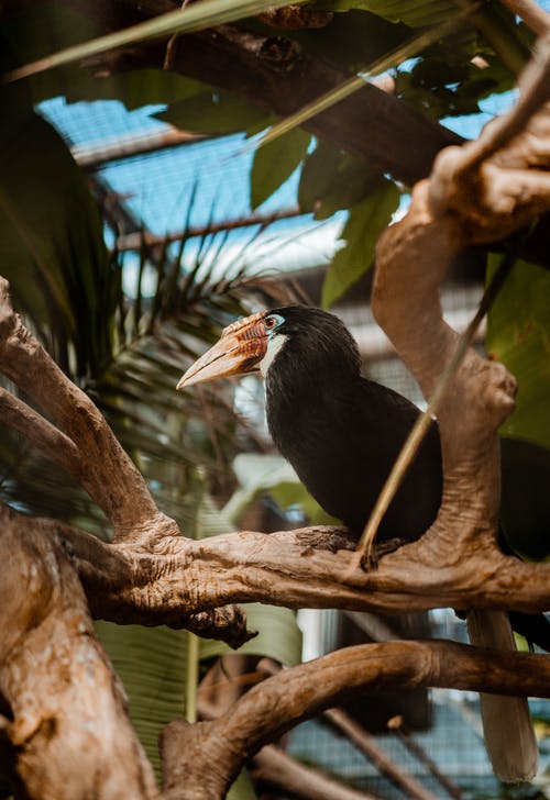 巴布亚犀鸟鸟在热带公园的树枝上 · 免费素材图片