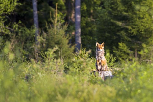 布朗狐狸在绿色草地上 · 免费素材图片