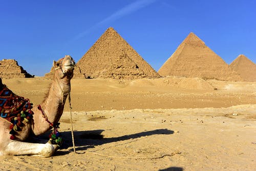 棕沙棕色骆驼 · 免费素材图片