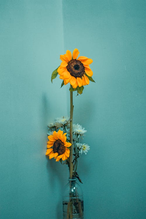 有关一串, 優雅, 向日葵的免费素材图片