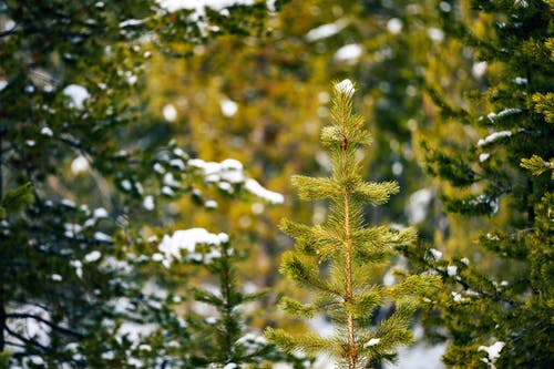 冬季森林里的绿色云杉 · 免费素材图片