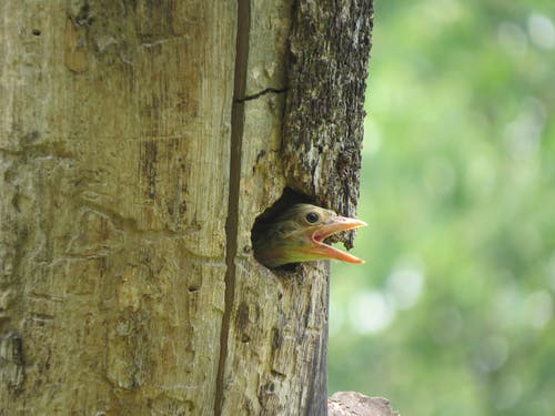 棕色木制岗位上的棕色鸟 · 免费素材图片