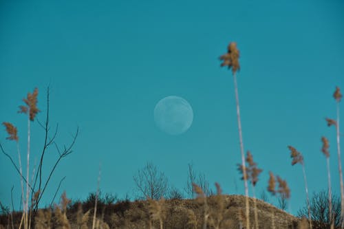 满月在蓝蓝的天空下山与枯树 · 免费素材图片