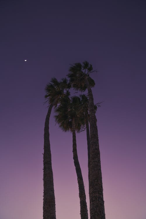 紫色的天空下的高大的棕榈树 · 免费素材图片