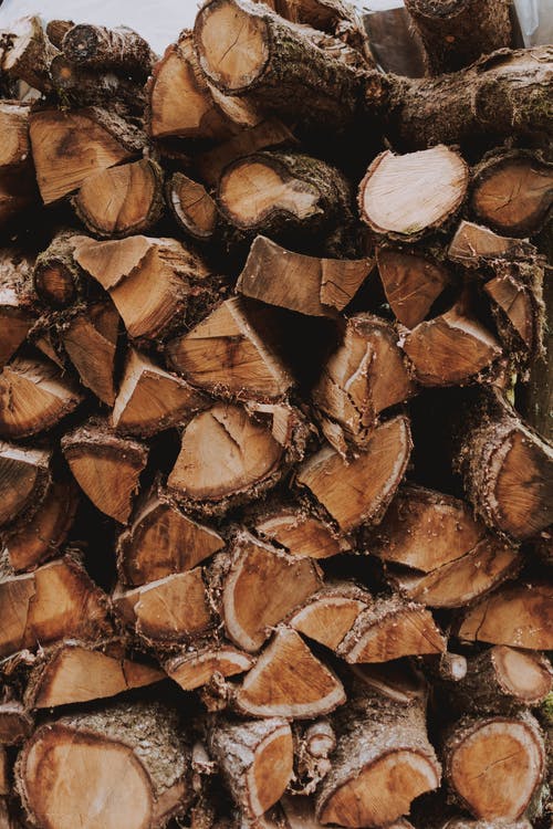 准备用于生产木材的原木 · 免费素材图片