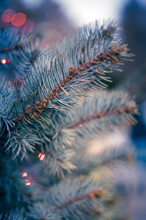 圣诞树枝上的闪亮装饰 · 免费素材图片