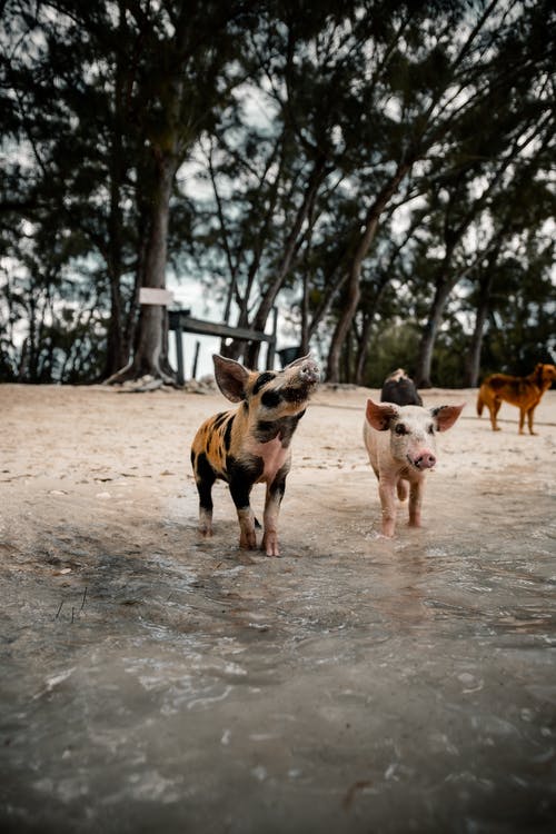 家养猪在沙质海岸线上的水附近 · 免费素材图片