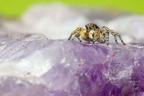 紫色水晶上的棕色蜘蛛的选择性聚焦照片 · 免费素材图片
