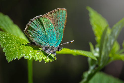 关闭了栖息在绿叶上的绿色翅蝶蝴蝶的照片 · 免费素材图片
